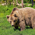 Στα Βασιλικά εμφανίστηκε Αρκούδα -Τι είπε ο βοσκός που την εντόπισε (ΦΩΤΟ)