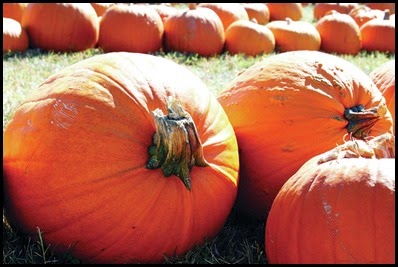 pumpkins3