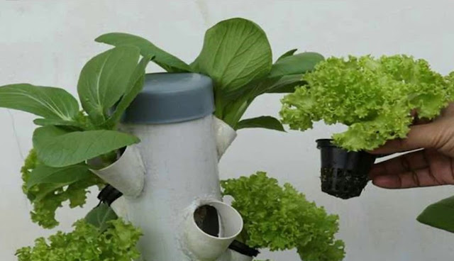 How to Make Hydroponic Nutrients for Specific Plans