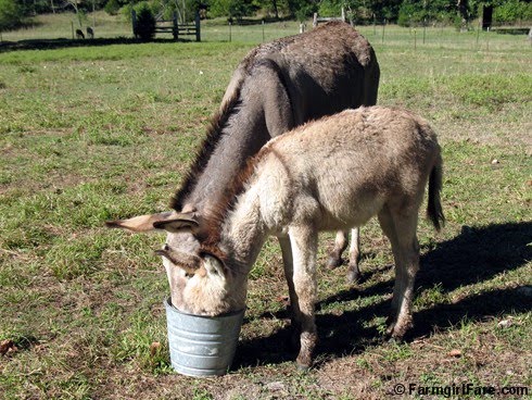 Funny Donkey Pictures on Farmgirl Fare  January 2010