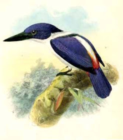 coraciformes alcion ultramar Todiramphus leucopygius