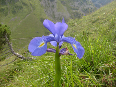 iris des Pyrénées