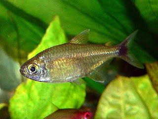 gold tetra