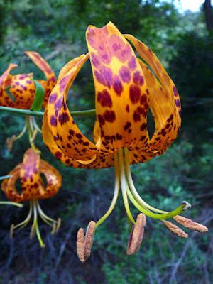 Лилия Гумбольдта (Lilium humboldtii)