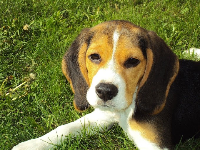 Características y cuidados del perro Beagle