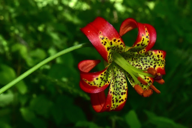 Лилия западная (Lilium occidentale)