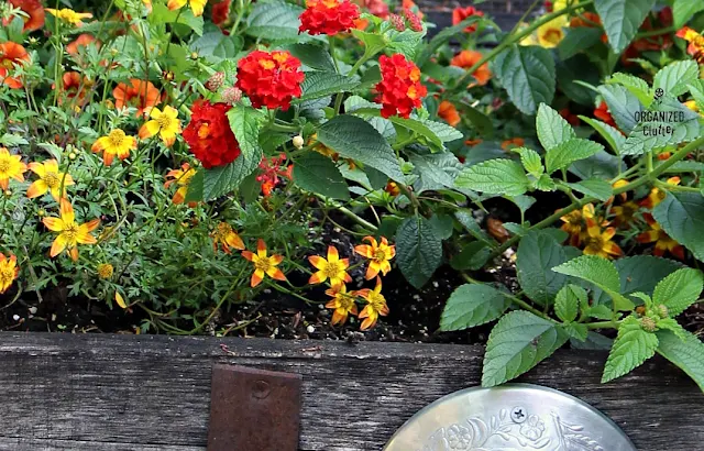 Campfire Fireburst Bidens & Bandana Red Lantanas