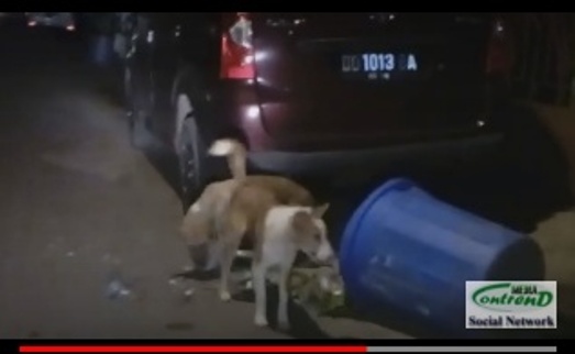 Sampah Kerap Tertumpah Ke Jalanan, Ternyata Anjing, Biangnya