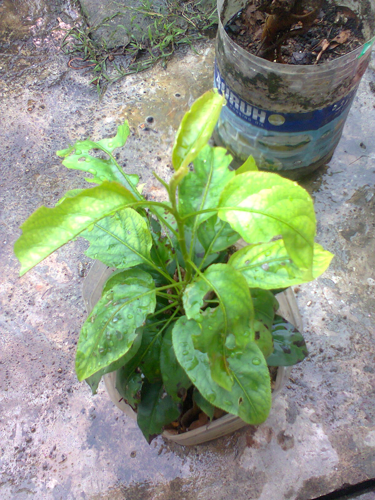 TaMAn TEmPErATe Update Anak pokok  Epal dn pokok  Lai 3 7 2013