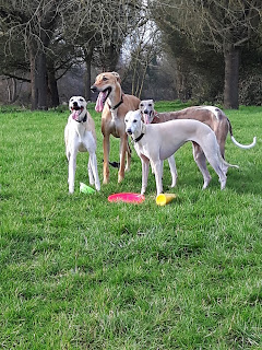 Lévriers en balade magyar agar lévrier whippet