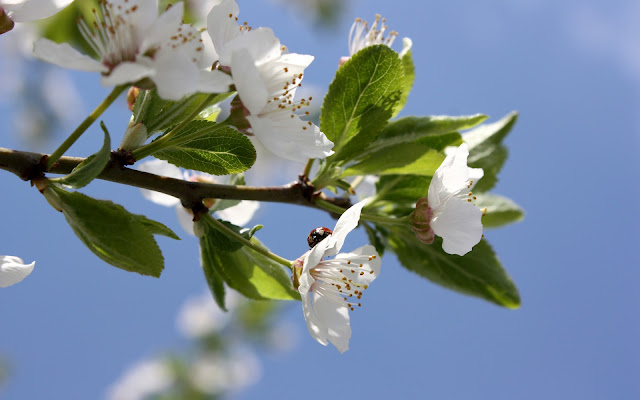 Flores Blancas - White Flowers