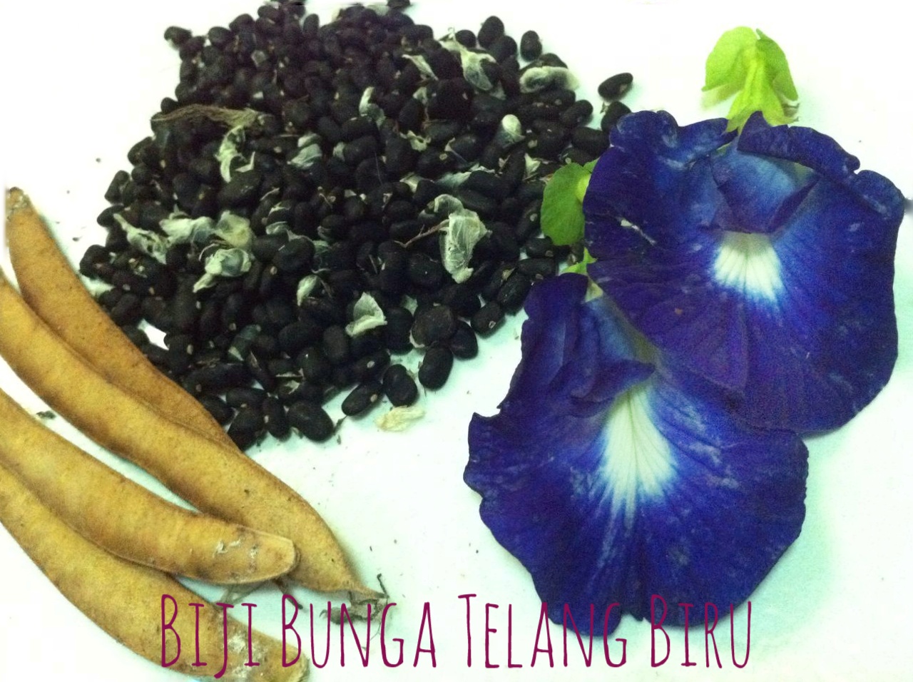 TEH BUNGA TELANG DAPUR IBU ARCHARD TEH BUNGA TELANG DAPUR IBU ARCHARD