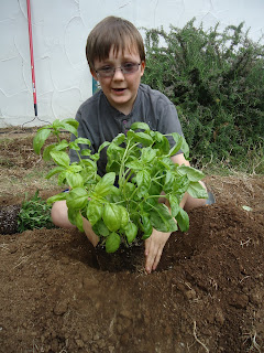 Tobin planting basil