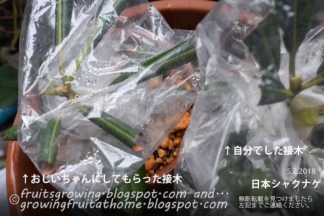 日本シャクナゲの接木