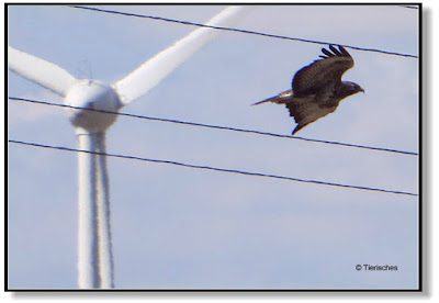 Greifvögel verunglücken oft an Windrädern