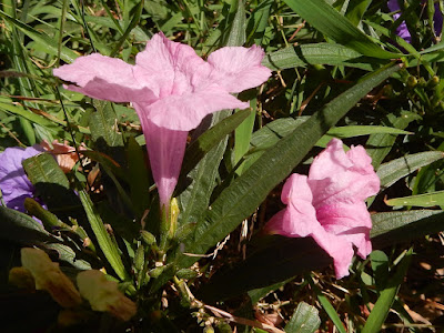 矮性翠蘆莉的花