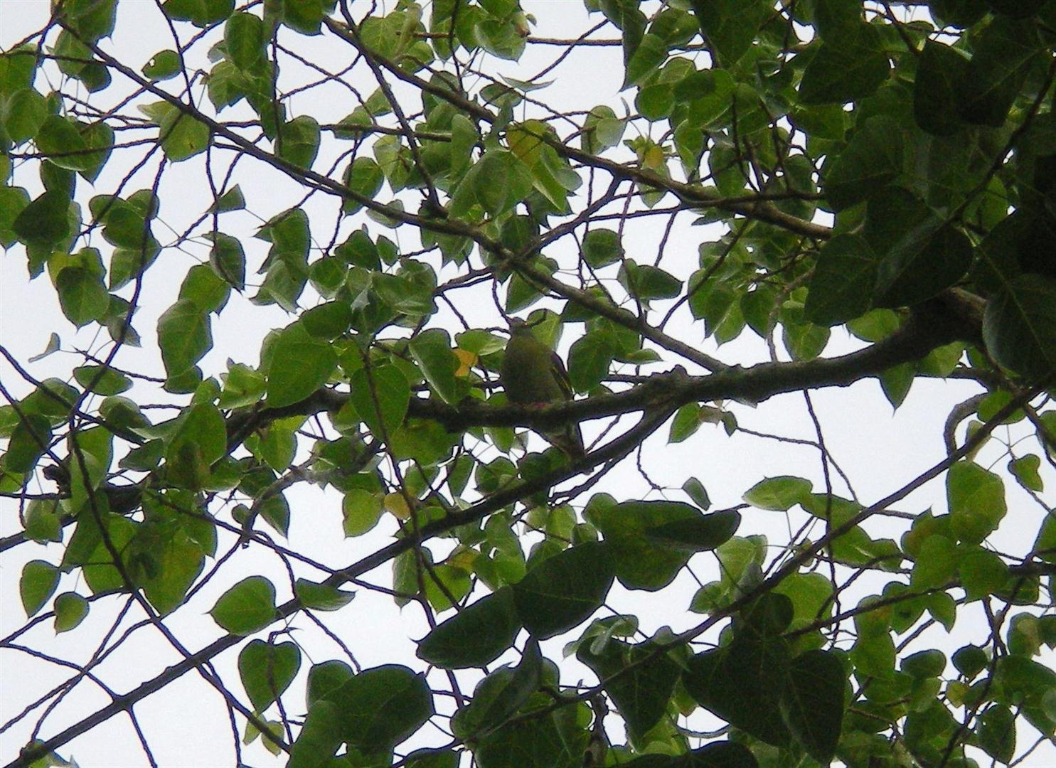  membimbing ke arah generasi lestari Burung Punai 