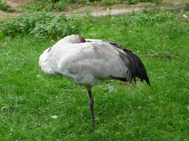 Crane wallpaper,crane images,crane photo,cute crane,beautiful crane,cranes,the crane,the cranes,crane birds,crane,birds,birds picture,about birds,birds images birds photo,birds picture,flying crane,animation crane,crane stand green grass,