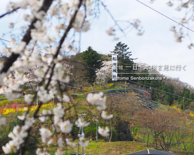 日帰りで宮城の一目千本桜を見に行ってきた