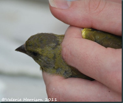 13 greenfinch