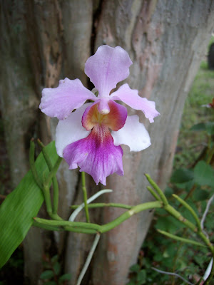 Another Yard in Fort Pierce: Vanda terete , Papilionanthe Miss Joaquim