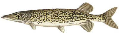 Chain Pickerel (Esox niger)