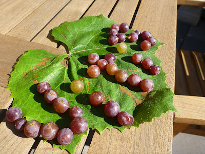 Vitis Spelled Out in Grapes