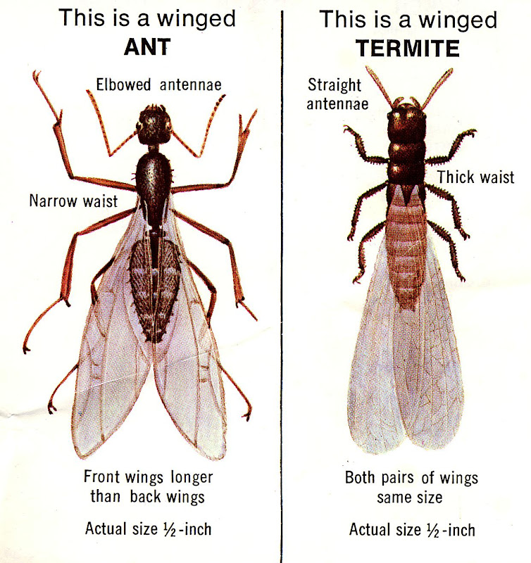 Dealing with Carpenter Ants title=