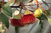 eucalyptus combat certain bacteria and antifungal