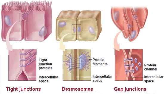Types of intercellular joints