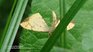 Gandaritis pyraliata DSC140887