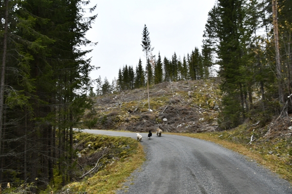 stalla fiskelaustjern strømsoddbygda