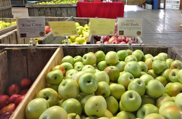 Bins of apples