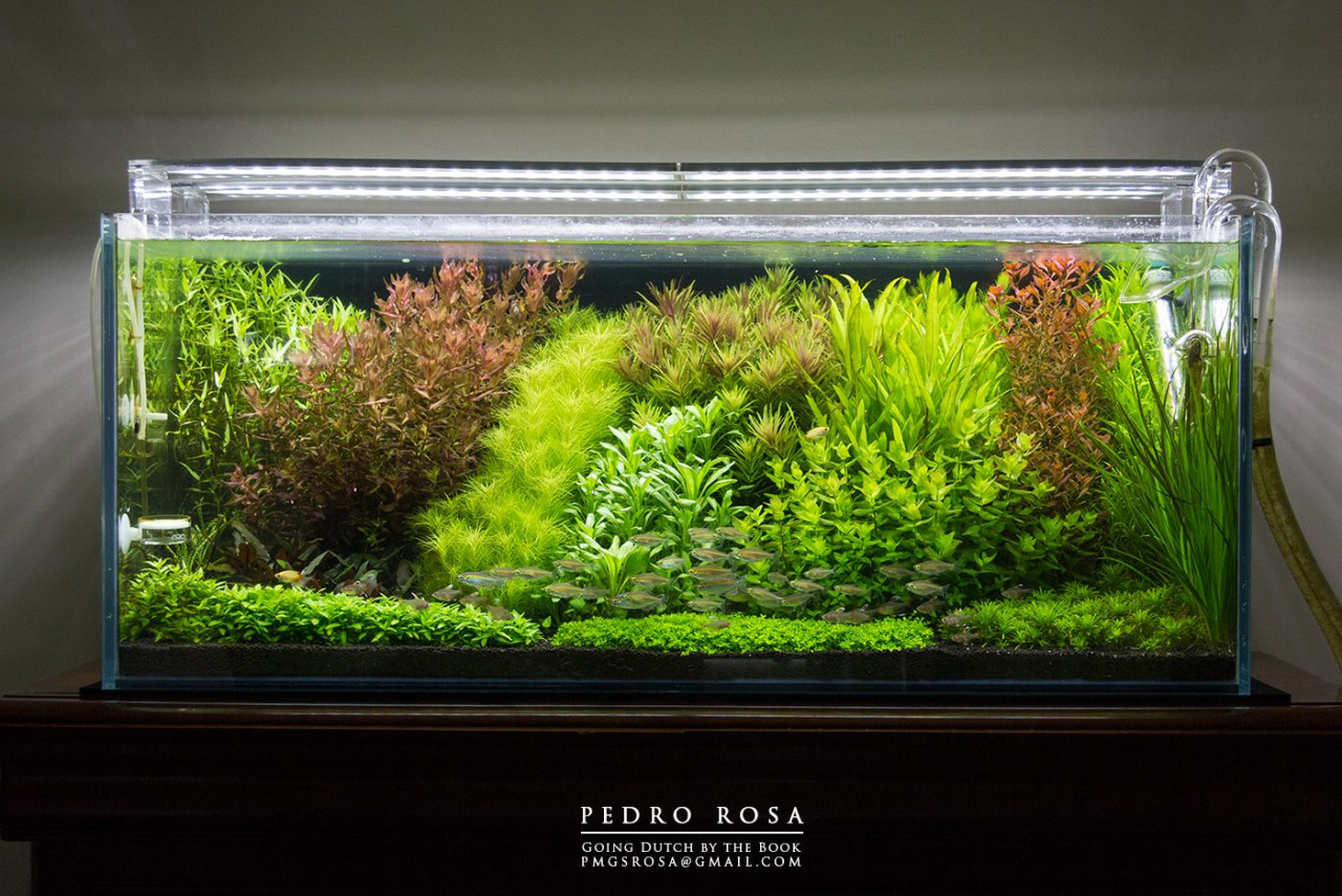 The Dutch sytle aquascape