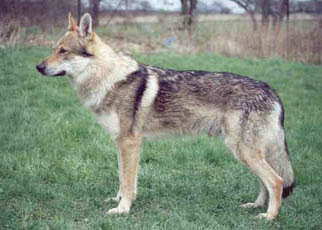 czech wolf dog