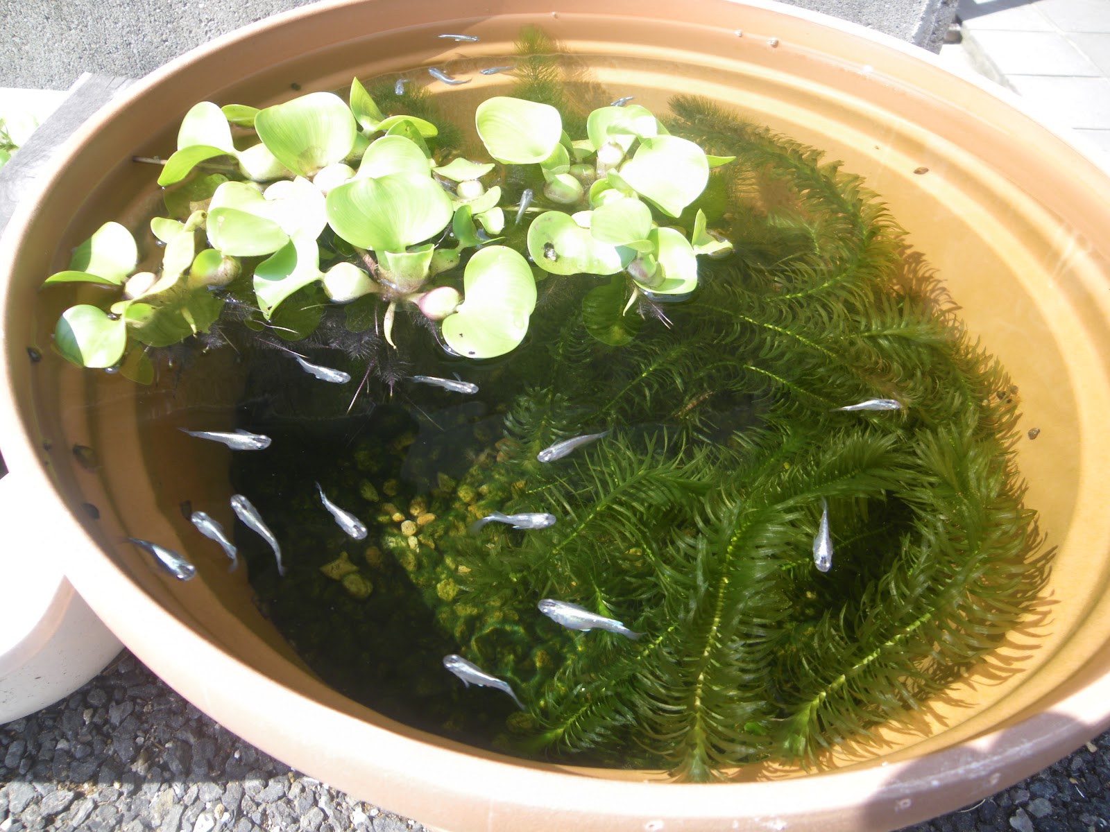 メダカの飼い方 初心者向け 屋外 簡単 わかりやすい メダカの大工