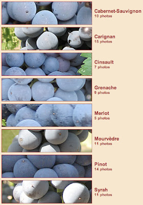 french wine grape chart aoc regulation by variety south of france languedoc-roussillon blends cabernet sauvignon carignan cinsault carignane grenache noir mourvedre merlot pinot syrah shiraz photographs ripe vine fruit photos