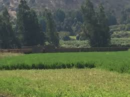 Esto es lo que mas me gusta de Arequipa y del Perú y es que, el aire y el verde es tan hermoso que te pierdes en el.