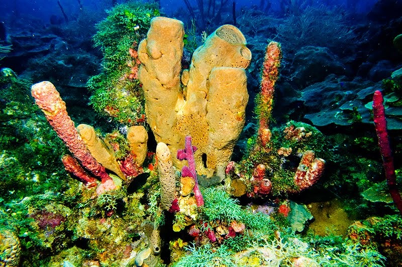 Bienvenidos phylum Porifera 
