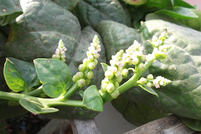 Basella alba (Crawling Spinach)