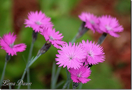 Dianthus_Brilliant2_April25