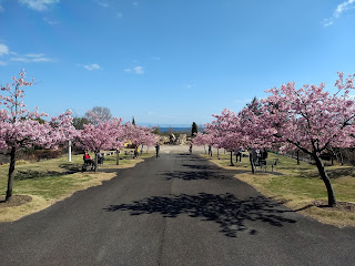 河津桜