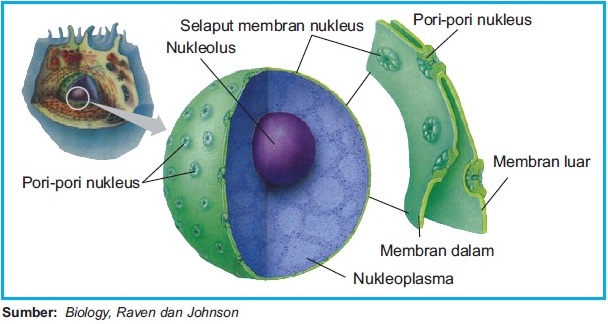 Pengertian Inti Sel Nukleus Lengkap Bagian  Struktur 