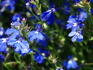 Lobelia erinus pendula 'Bleu marine'