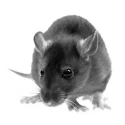 tikus rumah tikus rumah