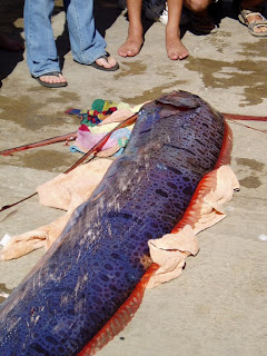 oarfish