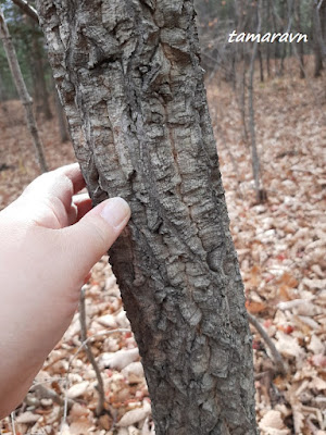 Бархат амурский (Phellodendron amurense)