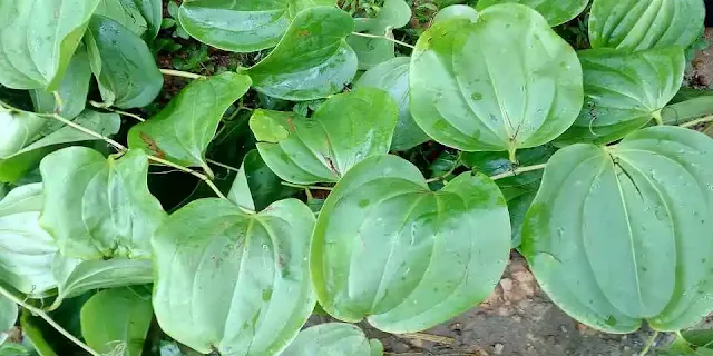 Thulo Kukurdahino, ठूलो कुकुरदाहिनु, Smilax ovalifolia