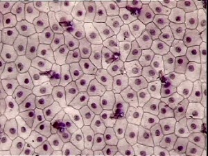 research SISTEM INTEGUMEN PADA VERTEBRATA 