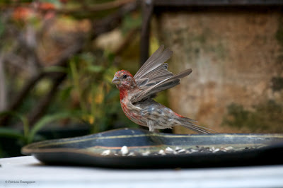 Words In Our Beak’s goal is to open readers to a simple understanding of the winged world and their environment. Set in a rooftop urban garden in New York City, my story is told in the voice of Cam, a female cardinal, who visits it. Words In Our Beak is directed to children and adults who are curious about birds, and want to learn about them from a unique perspective. The book includes hundreds of images of flora and fauna, links to movies, as well as to informative narratives that have been created by the author.  Now in Apple’s iBooks store @ https://itunes.apple.com/us/book/words-in-our-beak/id1010889086?mt=11